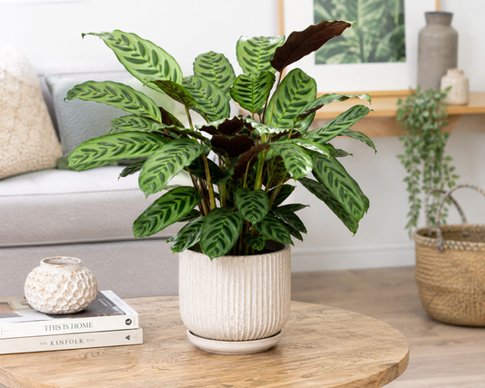 Calathea zebrina
