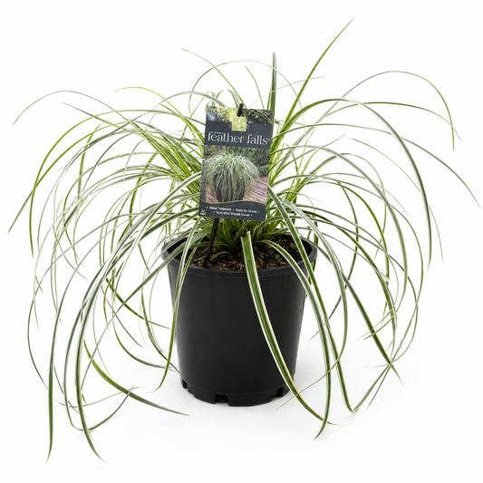 Carex Feather Falls