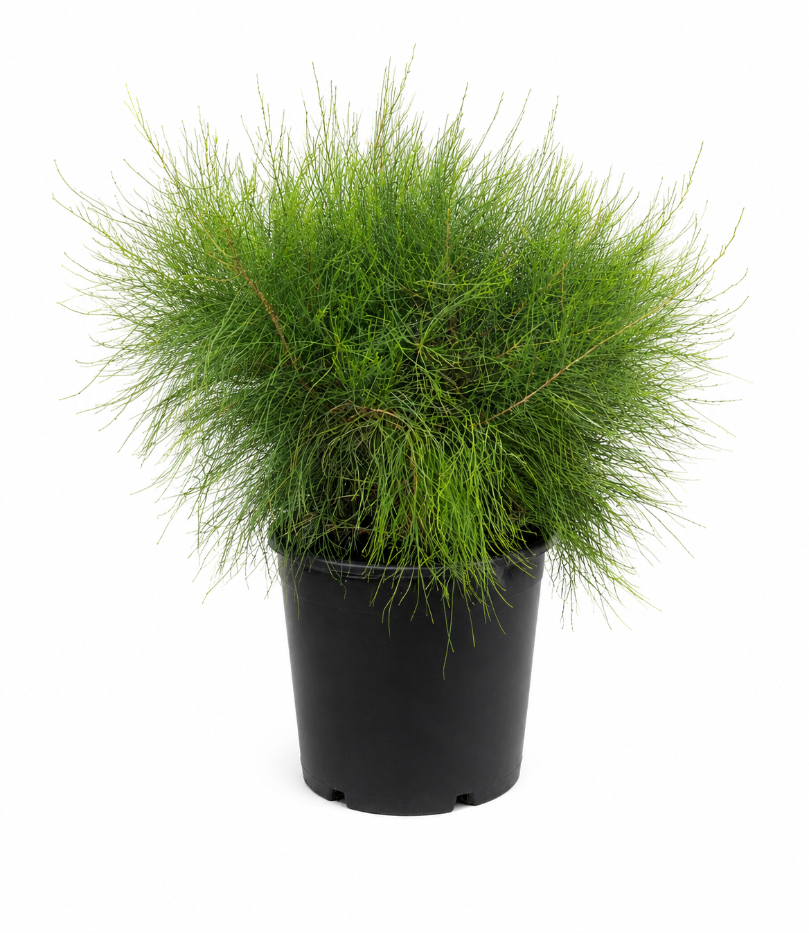 Casuarina Greenwave