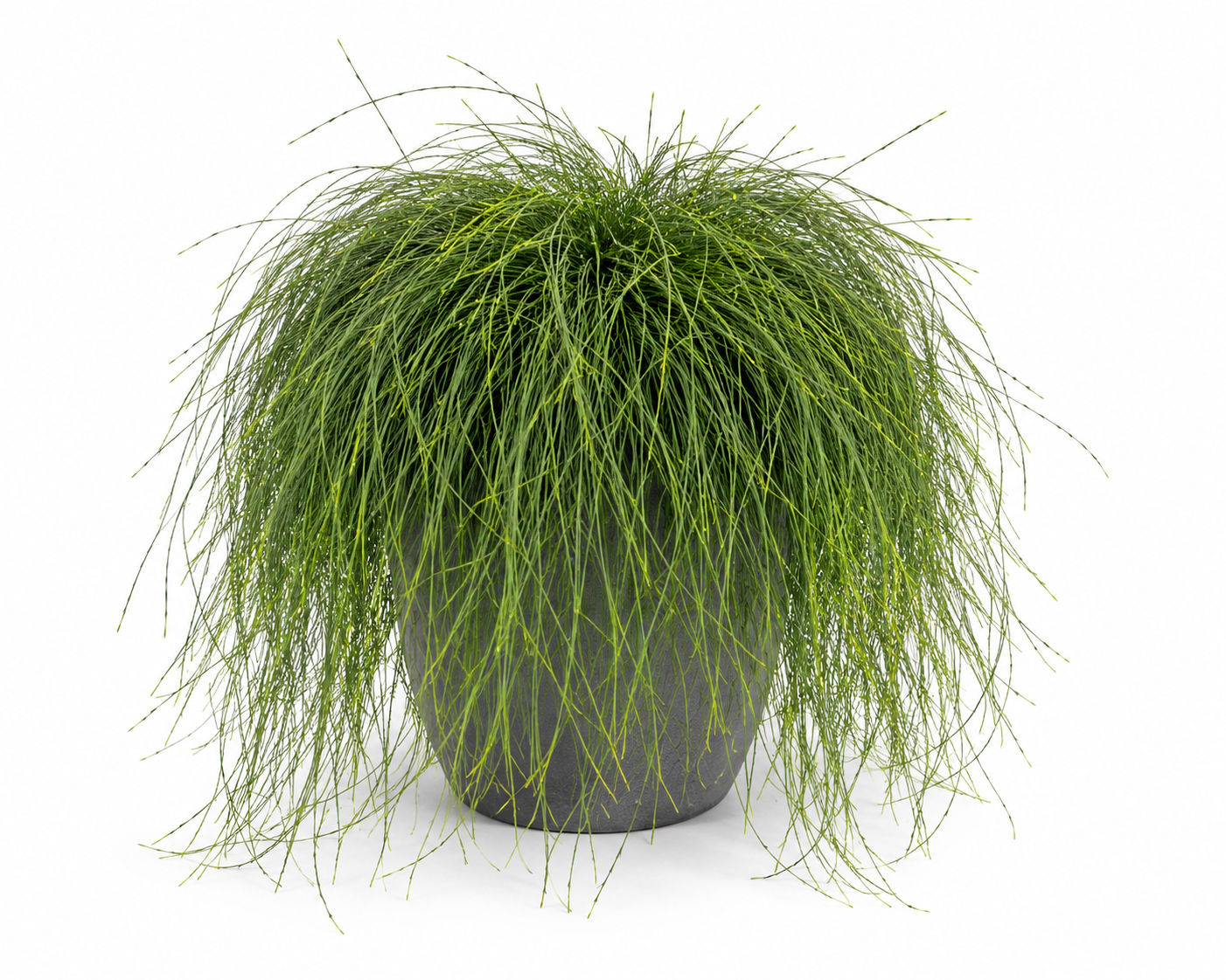 Casuarina glauca ‘Cousin It’ (Cousin It Casuarina)