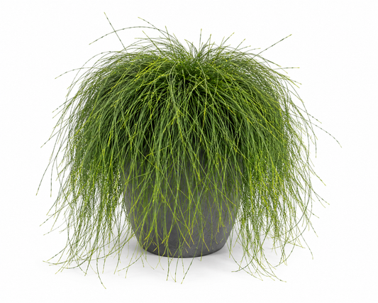 Casuarina glauca ‘Cousin It’ (Cousin It Casuarina)