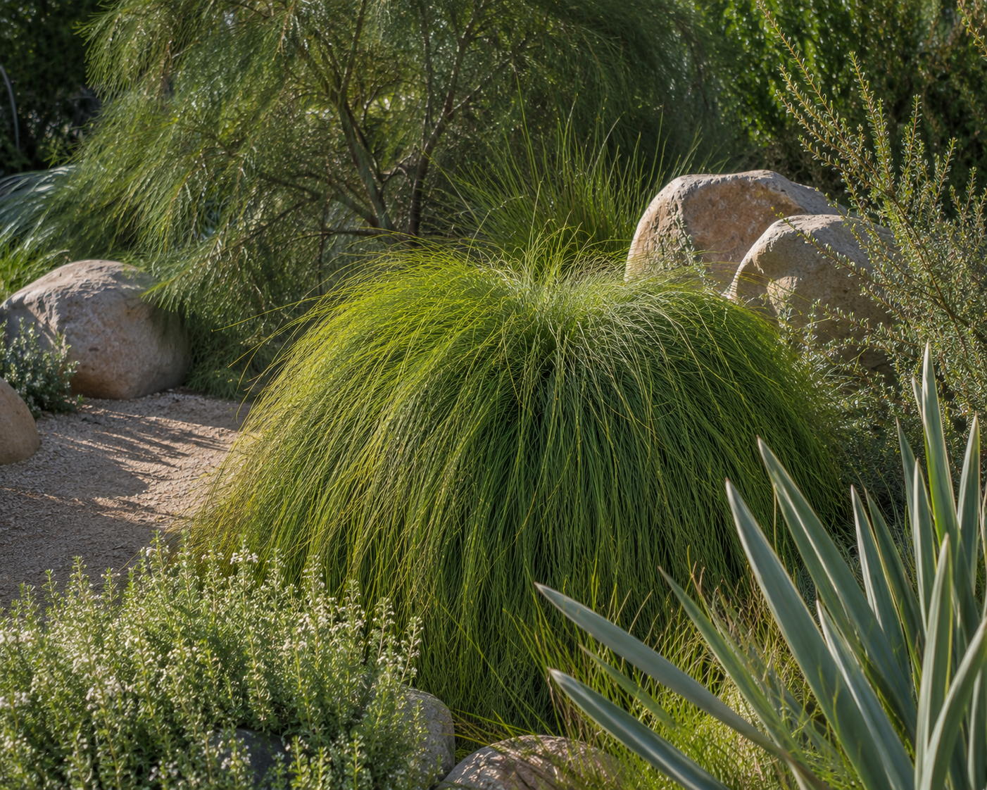 Casuarina glauca ‘Cousin It’ (Cousin It Casuarina)
