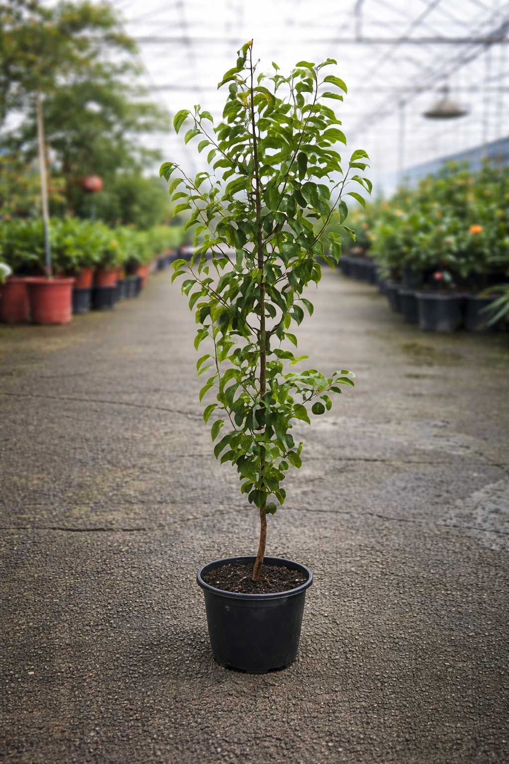 Pyrus ‘Snow Pear’ ornamental pear tree by The Nurso with lush green foliage and white blossoms in spring.