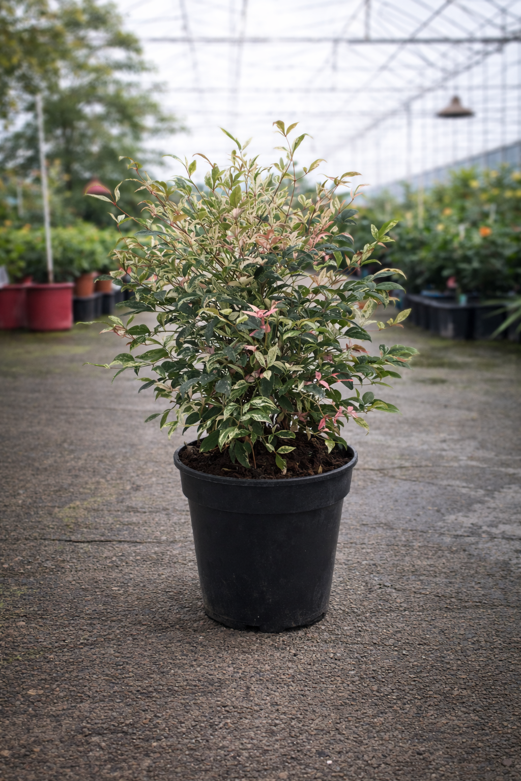 Nandina ‘Twilight’ Heavenly Bamboo shrub with colorful foliage, cultivated by The Nurso, showcasing vibrant red and green leaves.
