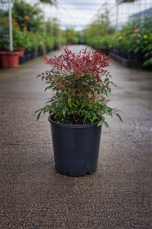 Nandina domestica ‘Colourscape’ Heavenly Bamboo shrub with vibrant red and green foliage, grown by The Nurso.
