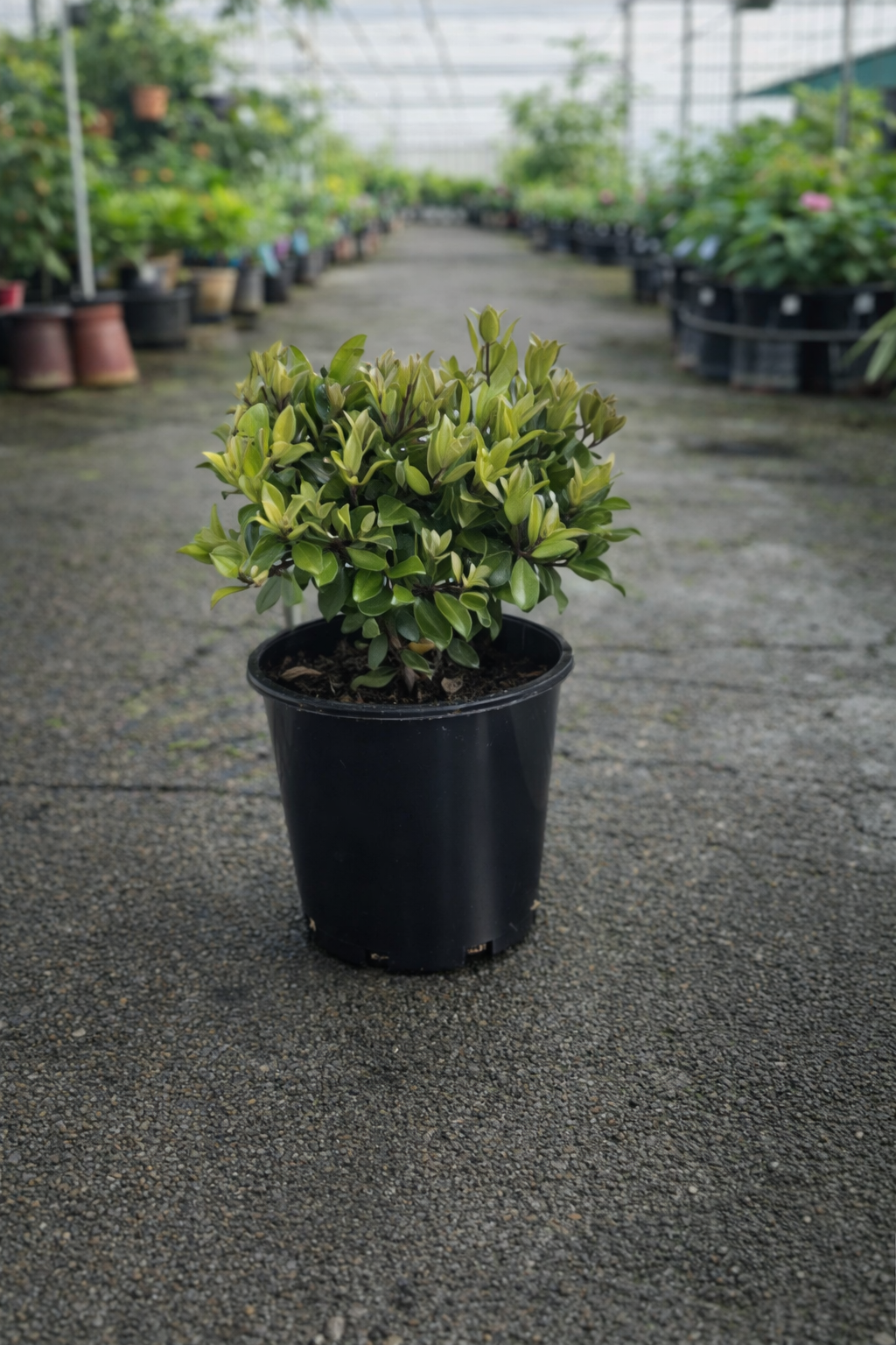 A close-up of the Metrosideros Little Ewan plant from The Nurso, showcasing its vibrant green leaves and compact shrub form.