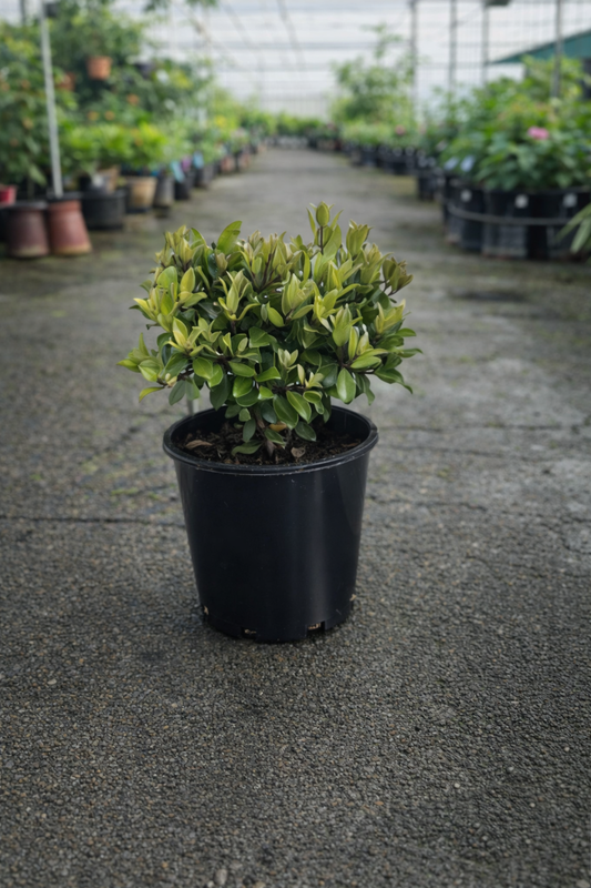 A close-up of the Metrosideros Little Ewan plant from The Nurso, showcasing its vibrant green leaves and compact shrub form.