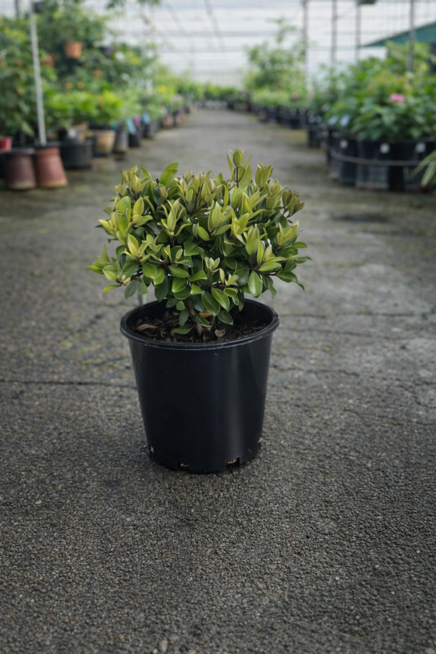 A close-up of the Metrosideros Little Ewan plant from The Nurso, showcasing its vibrant green leaves and compact shrub form.