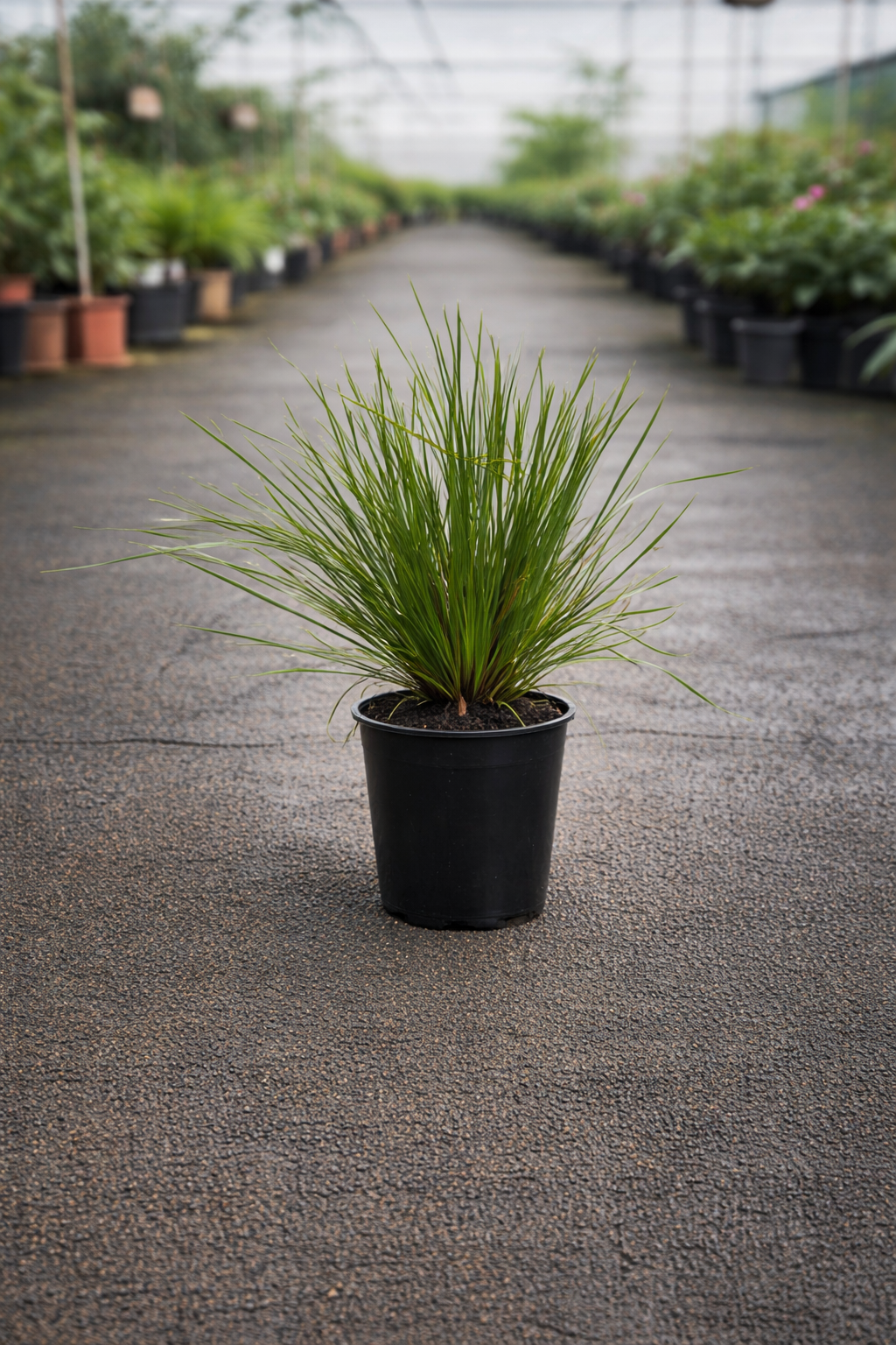 Lomandra Trojan plant by The Nurso showcasing long, green, strap-like leaves in a garden setting.