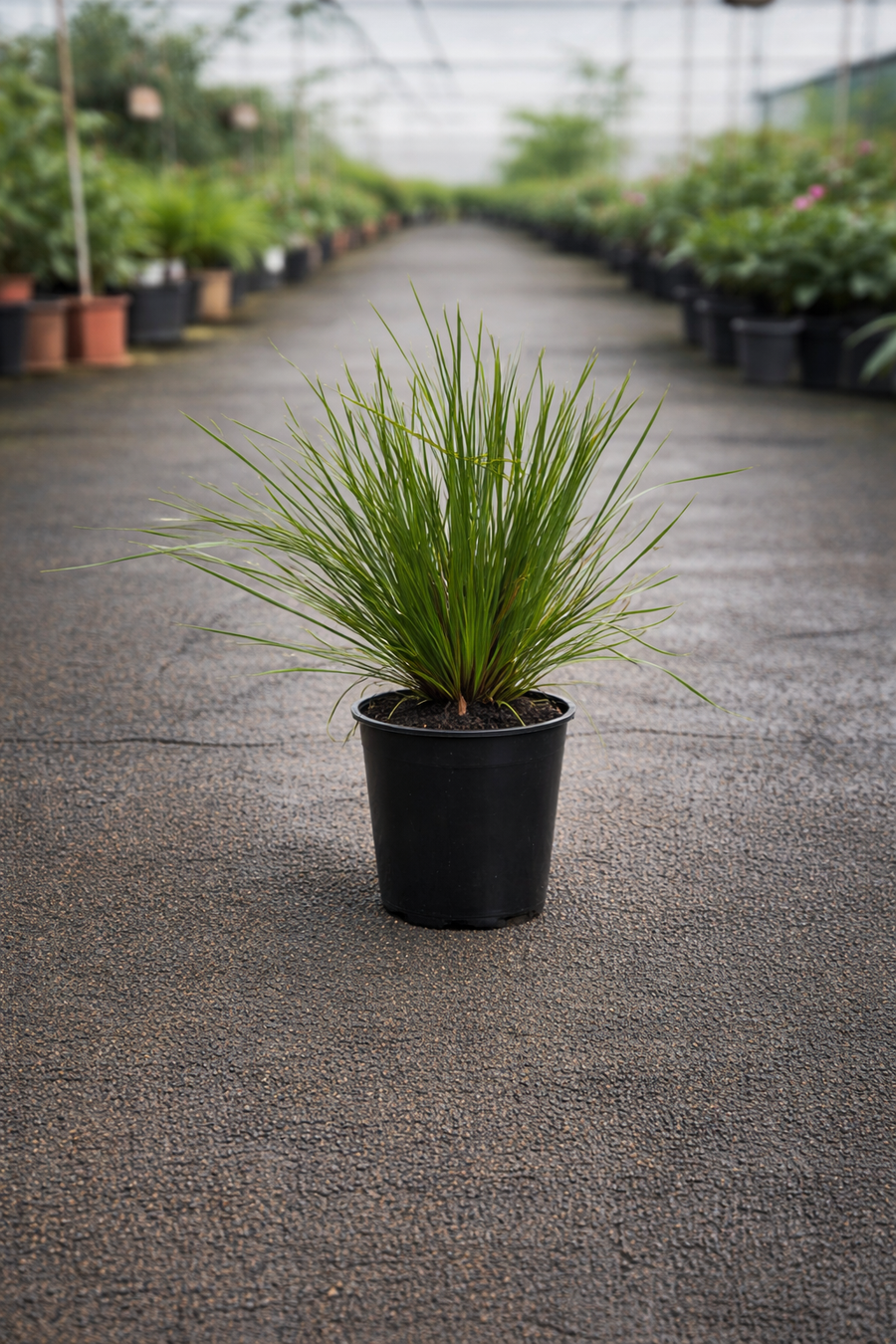 Lomandra Trojan plant by The Nurso showcasing long, green, strap-like leaves in a garden setting.