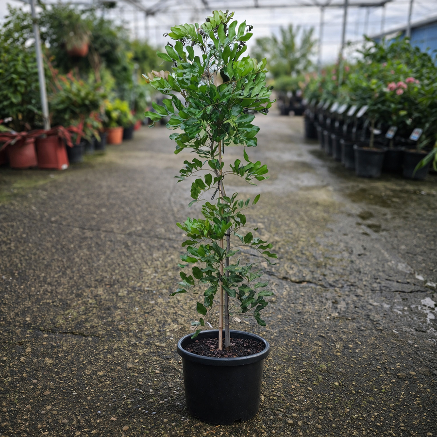 Cupaniopsis anacardioides plant from The Nurso featuring lush green foliage and characteristic compound leaves.