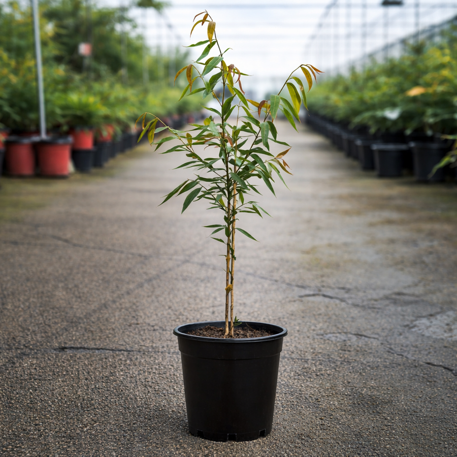 Waterhousia Warners tree by The Nurso, showcasing lush green foliage and distinctive leaves in a natural setting.