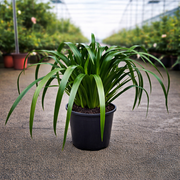 Healthy Neomarica gracilis plant by The Nurso with long green leaves and delicate flowers in a garden setting.