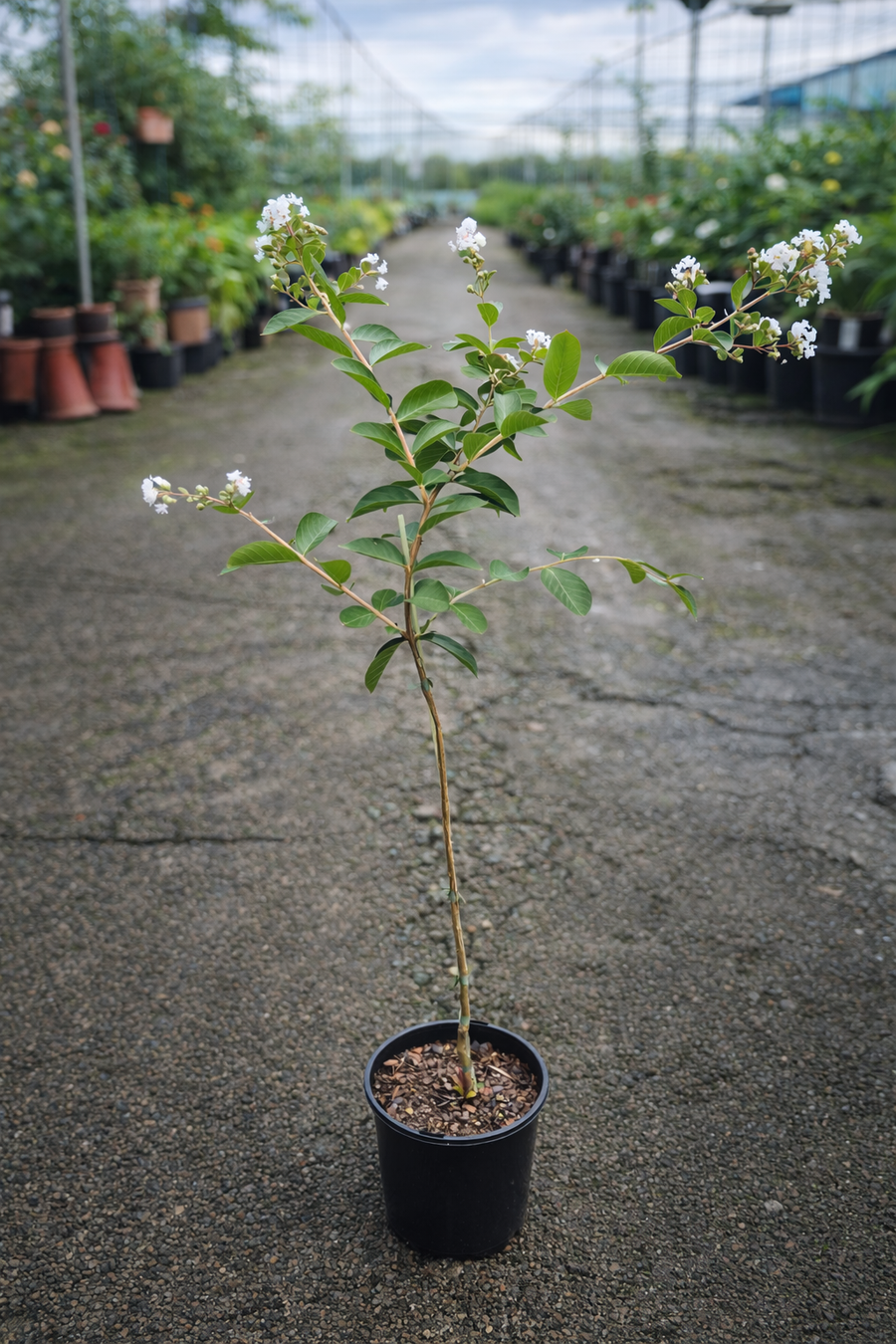 Lagerstroemia Acoma flowering shrub by The Nurso with vibrant pink blossoms and lush green foliage.