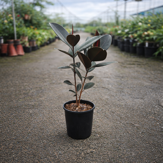 Ficus Burgundy houseplant by The Nurso with deep burgundy leaves in a decorative pot, ideal for indoor decor.
