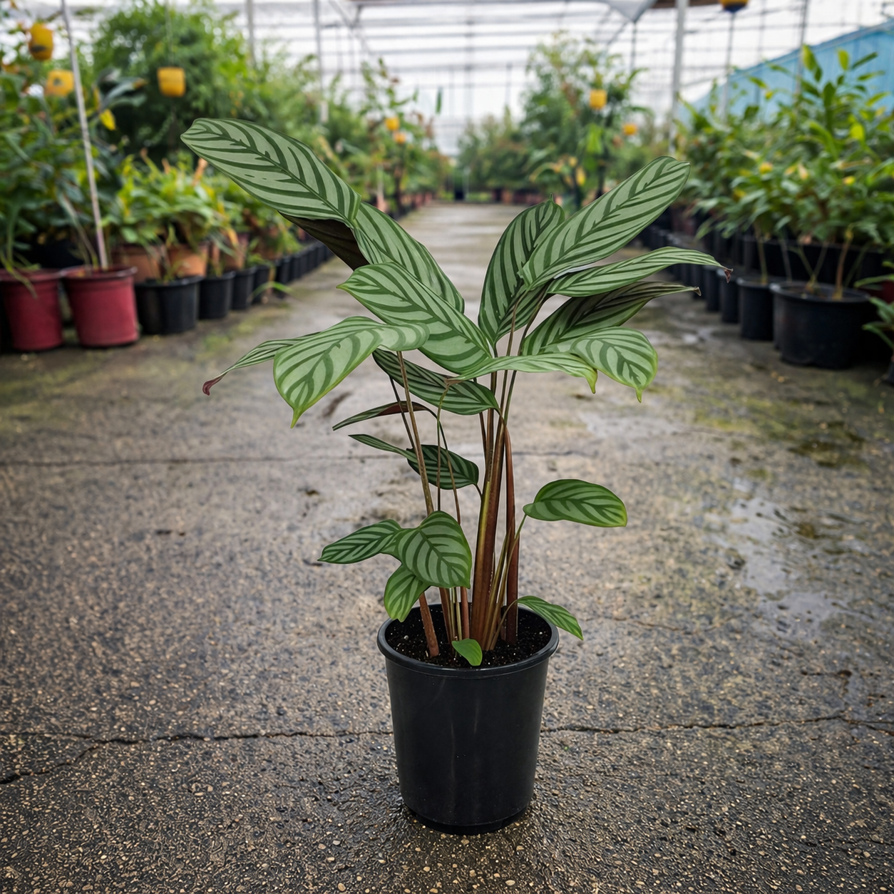 Lush green Ctenanthe oppenheimiana plant with patterned leaves, displayed in a decorative pot, from The Nurso.