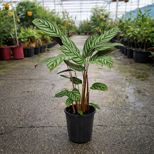 Ctenanthe Grey Star plant by The Nurso with patterned green and grey leaves in a decorative pot.