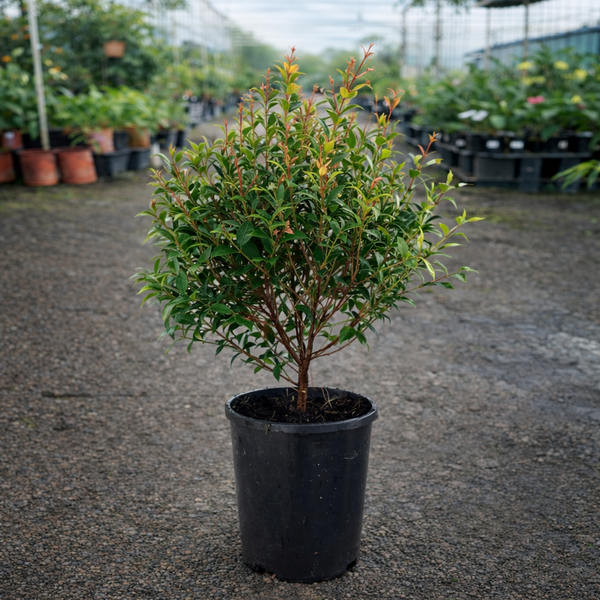 Healthy Acmena ‘Allyn Magic’ Lilly Pilly shrub with lush green foliage, glossy leaves, and a compact growth habit.