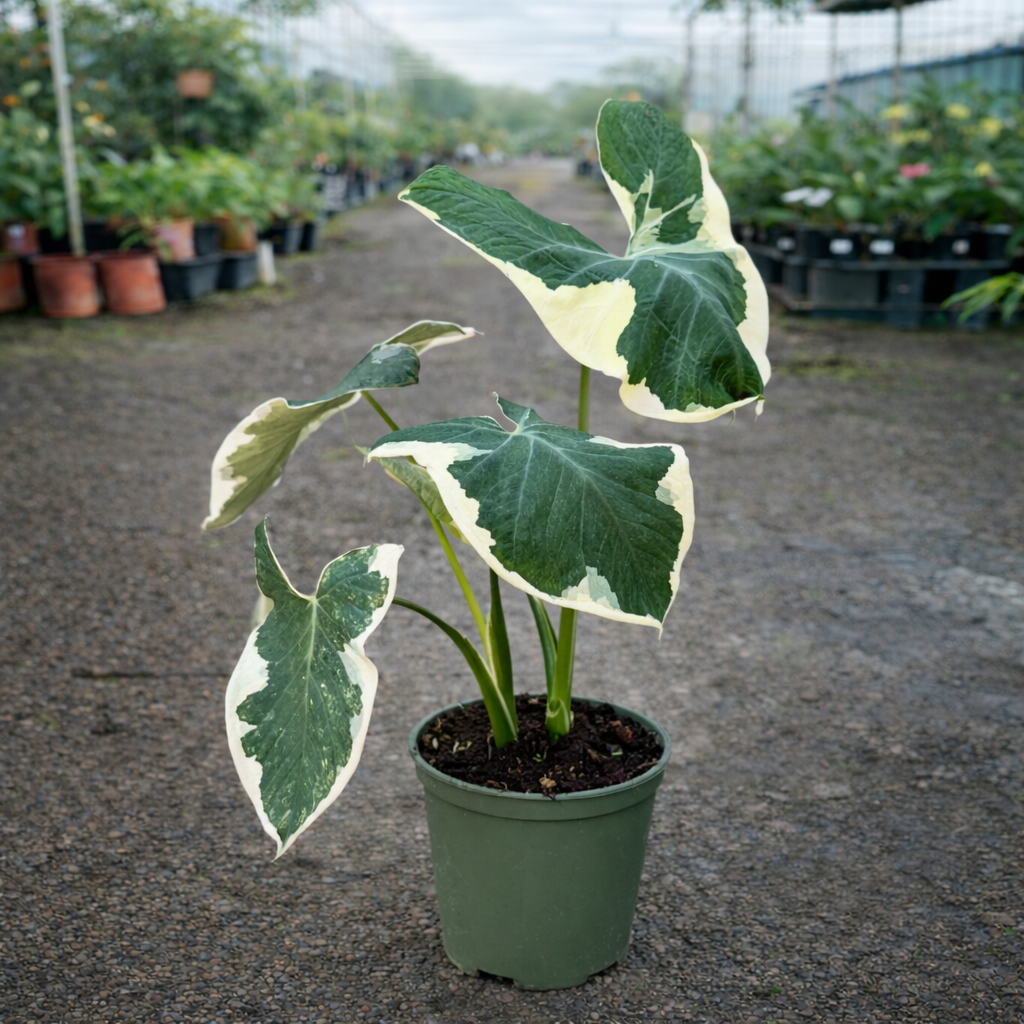 Xanthosoma Mickey Mouse plant by The Nurso with distinctive variegated green and white leaves, healthy and vibrant.