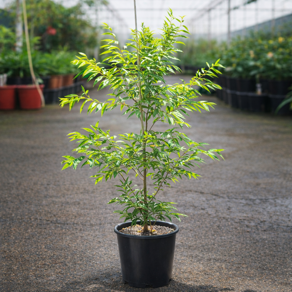 Green Avenue Waterhousia Lilly Pilly shrub by The Nurso, showing lush green foliage and dense, compact leaves.