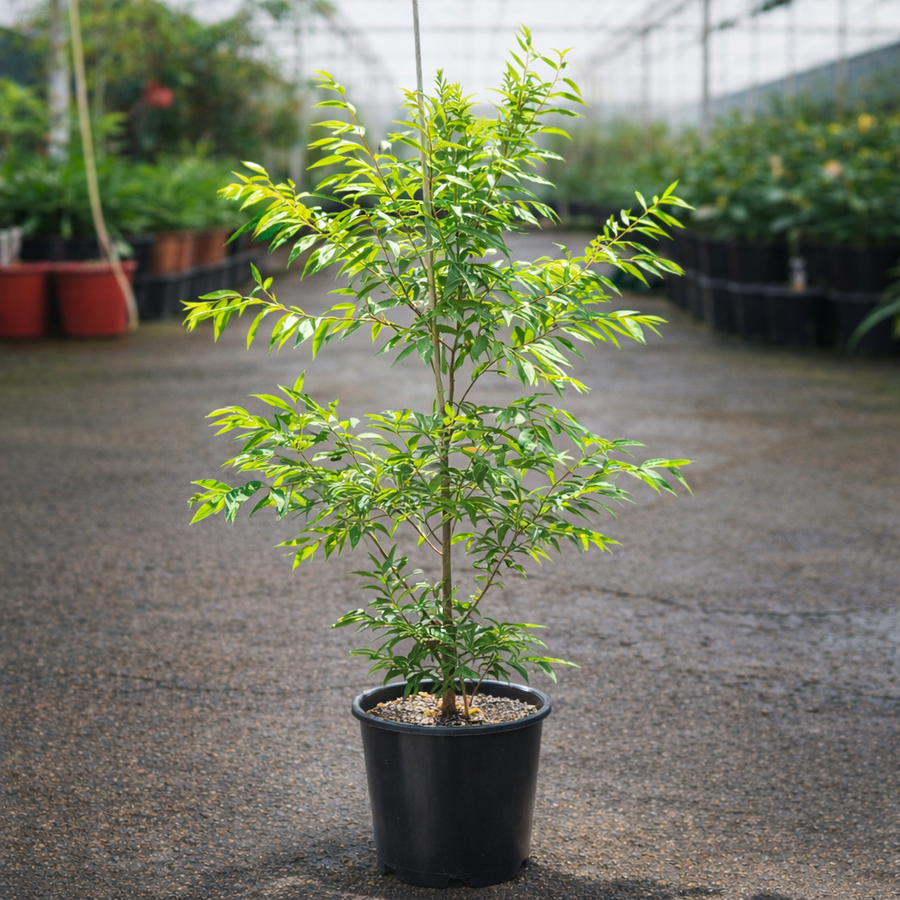 Green Avenue Waterhousia Lilly Pilly tree by The Nurso, showcasing lush green foliage and dense, rounded growth.