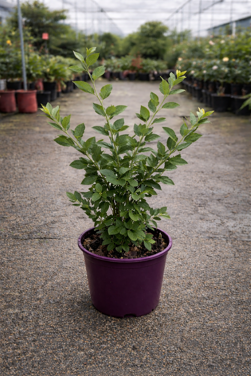Fresh Vaccinium Gulf Coast blueberries from The Nurso, showcasing ripe, plump berries in a natural setting.