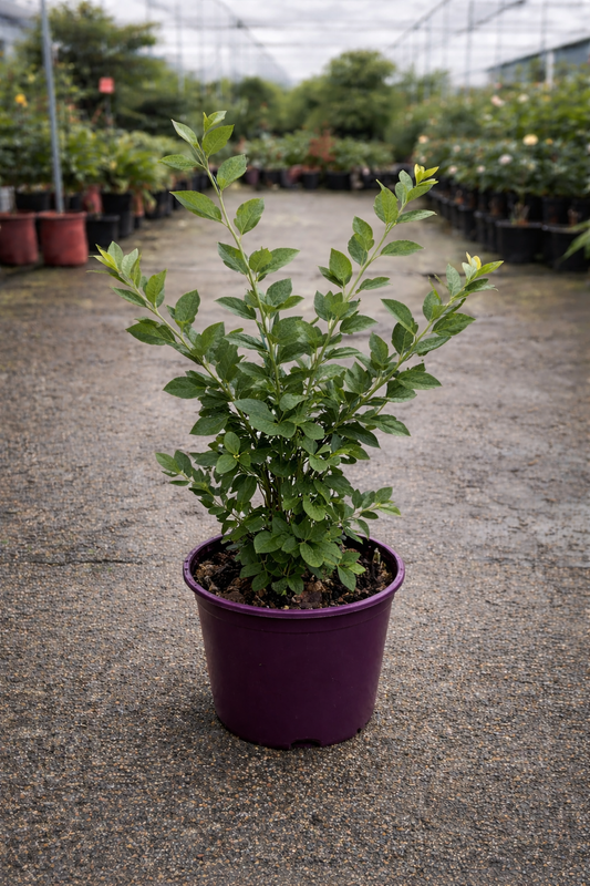 Fresh Vaccinium Gulf Coast blueberries from The Nurso, showcasing ripe, plump berries in a natural setting.