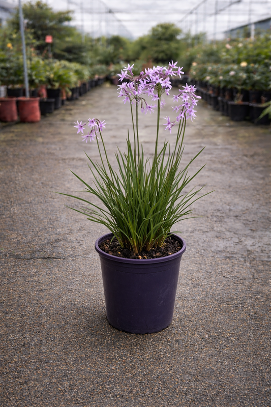 Colorful Tulbaghia Galaxy plant by The Nurso with vibrant purple and green foliage, ideal for garden or container display.