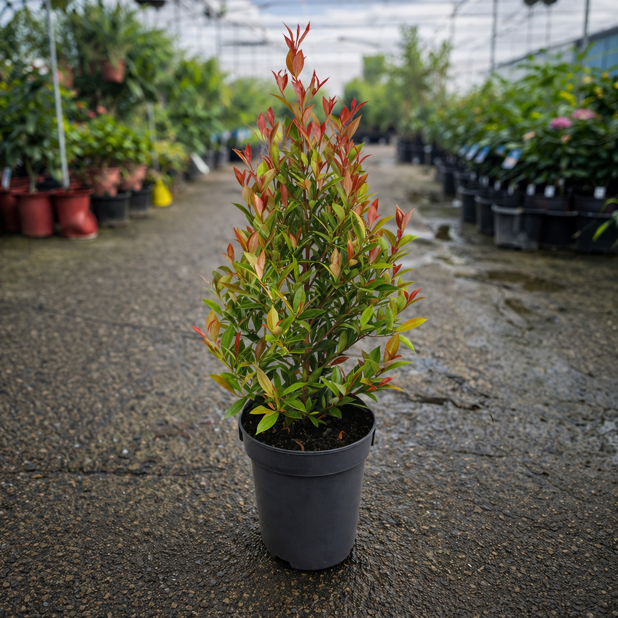 Syzygium ‘Up and Away’ Lilly Pilly shrub from The Nurso, featuring lush green foliage and vibrant new growth.