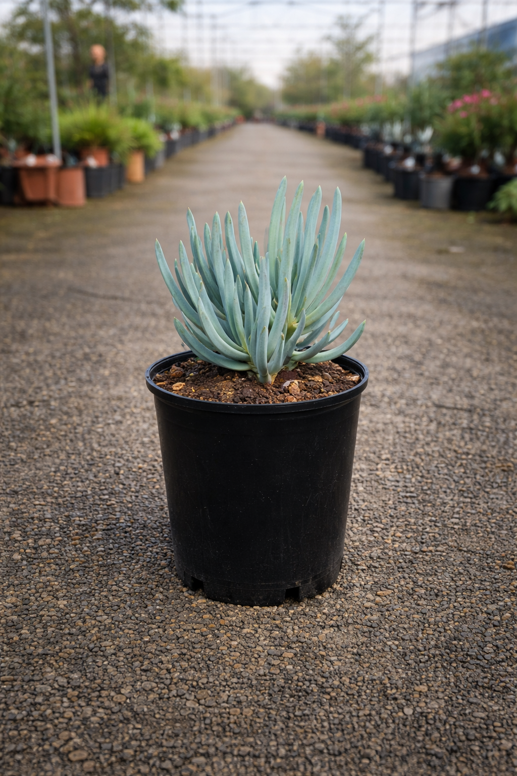 Senecio serpens Blue Chalksticks plant with bluish-green, elongated succulent leaves, displayed in a garden setting.