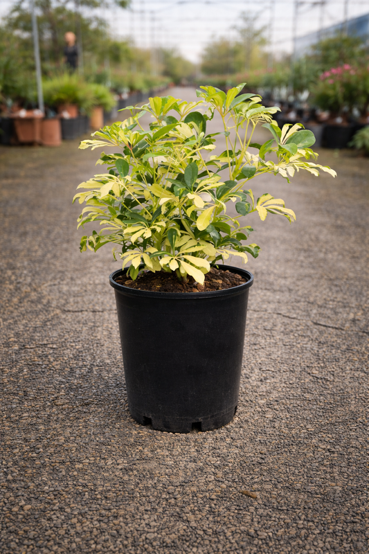 Schefflera Madame De Smet houseplant from The Nurso with lush green, variegated leaves in a decorative pot.
