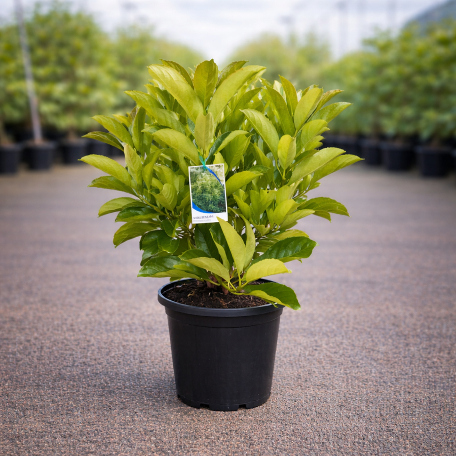 Viburnum Emerald Lustre flowering shrub from The Nurso with vibrant green foliage and clusters of white blossoms.
