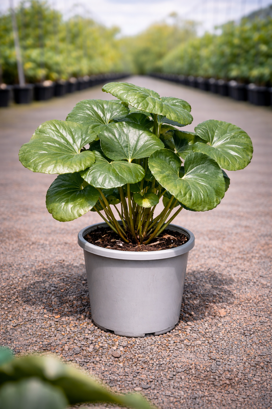 Ligularia ‘Tractor Seat’ plant by The Nurso with large, rounded green leaves featuring prominent dark markings.