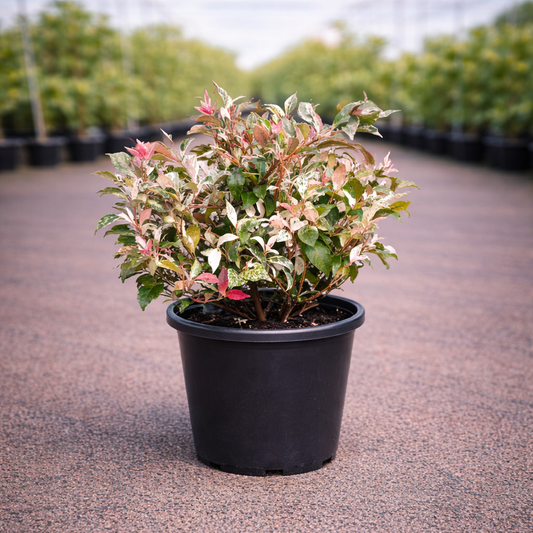 Variegated Trachelospermum 'Tricolour' (Star Jasmine) climbing plant with green, white, and cream variegated leaves.