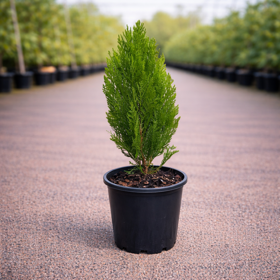 Lush, vibrant green Thuja ‘Smaragd’ (Emerald Green Arborvitae) from The Nurso, showing dense, upright foliage.