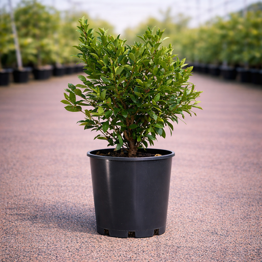 Syzygium Baby Boomer plant by The Nurso, showcasing lush green leaves and vibrant foliage in a natural setting.