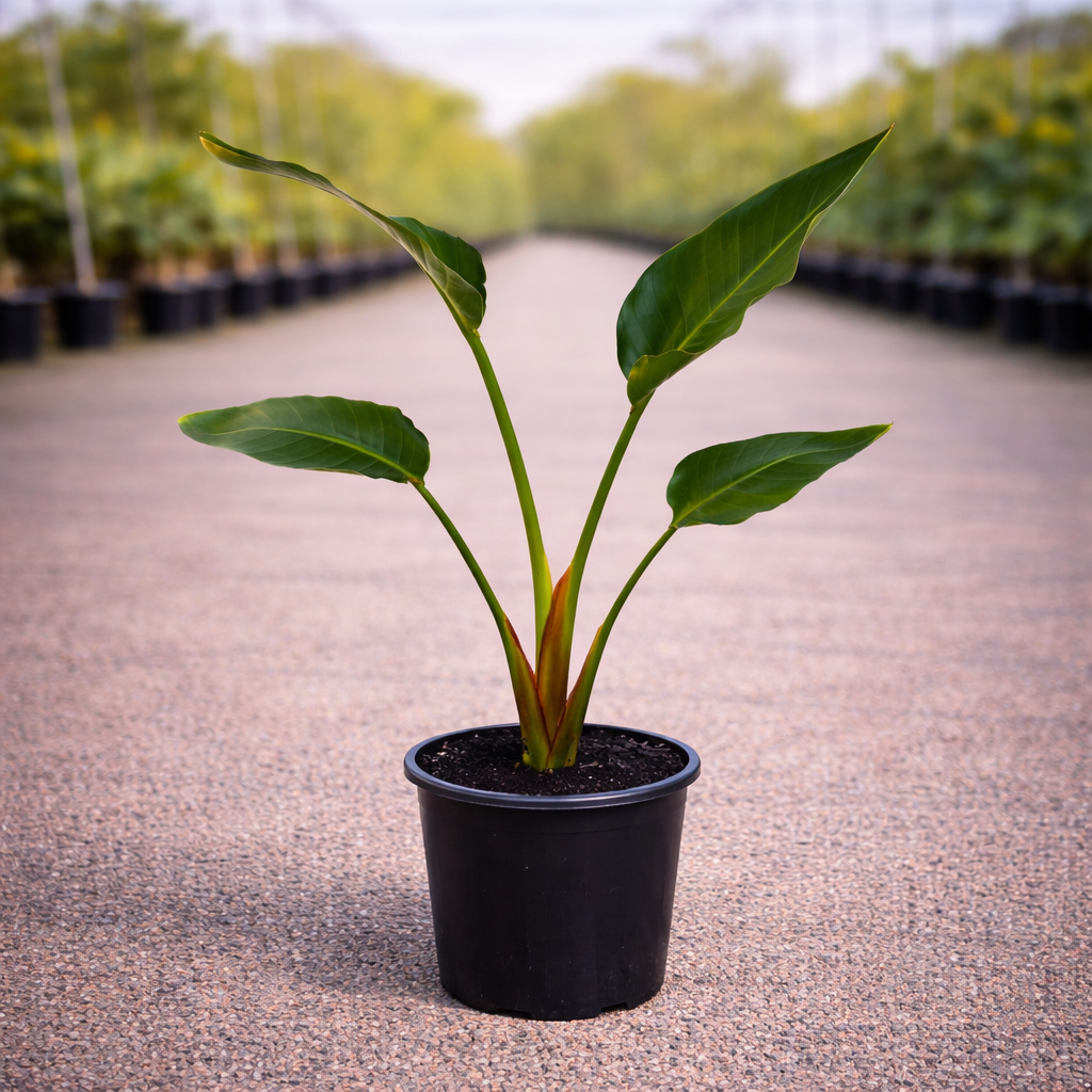 Strelitzia nicolai (Giant Bird of Paradise) – The Nurso