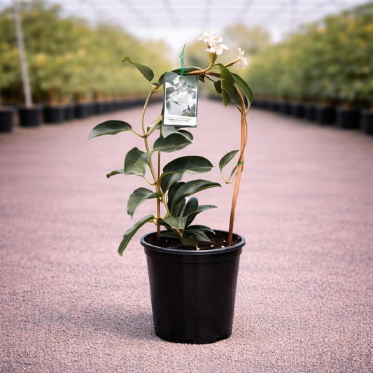 Stephanotis floribunda Madagascar Jasmine plant in a pot, showing white star-shaped flowers and lush green leaves.
