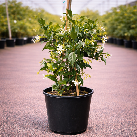 Star Jasmine plant by The Nurso with glossy green leaves and fragrant white star-shaped flowers outdoors.