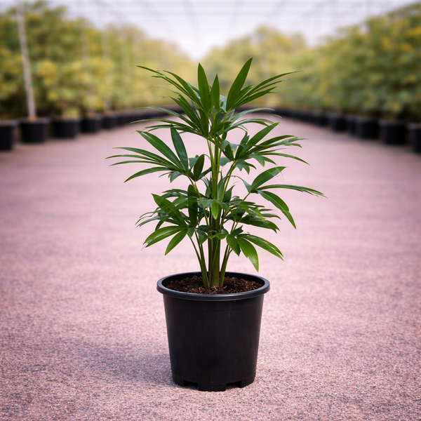 Indoor Rhapis excelsa Lady Palm plant in a decorative pot, showcasing lush green fronds and slender stems.