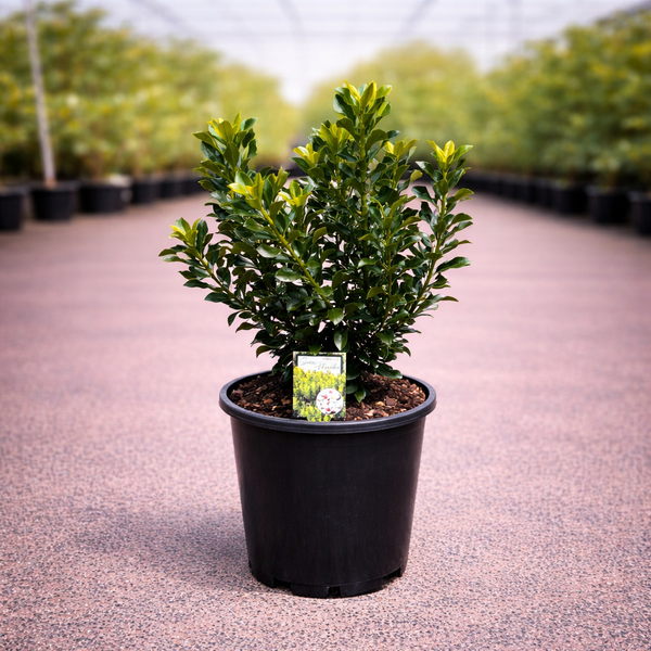 Rhaphiolepis Snow Maiden shrub with glossy green leaves and white blossoms, cultivated by The Nurso.