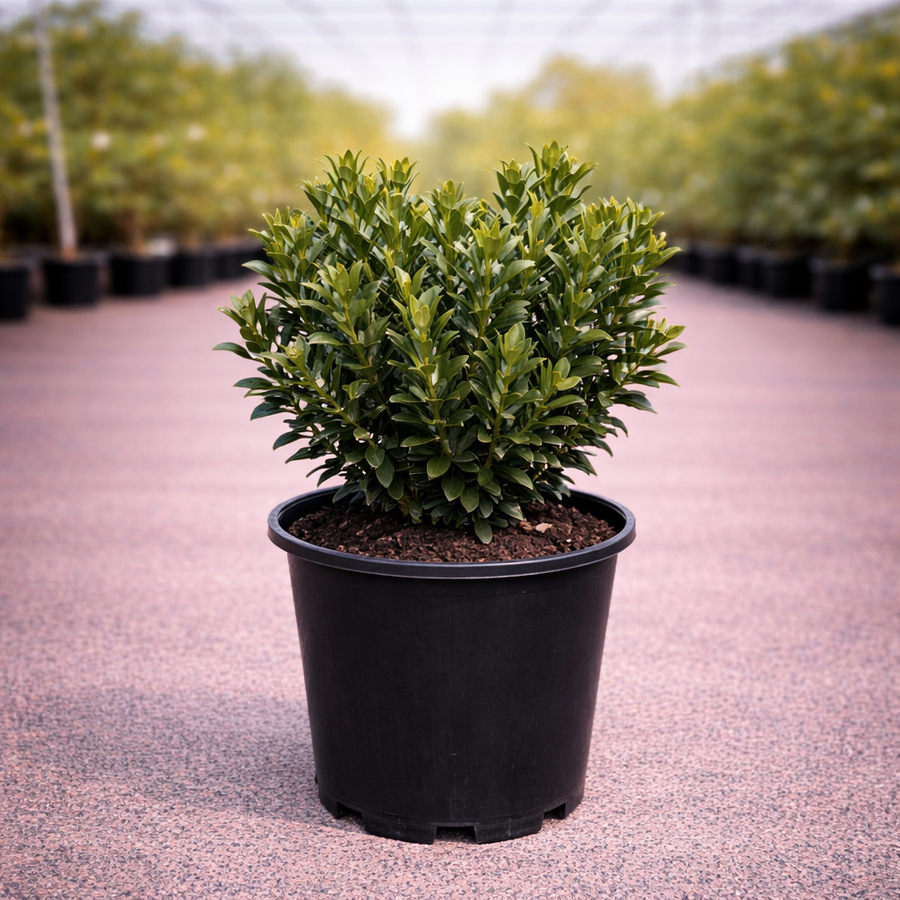Pink Punch Rhaphiolepis shrub by The Nurso with vibrant pink flowers and glossy green leaves, ideal for decorative garden landscaping.