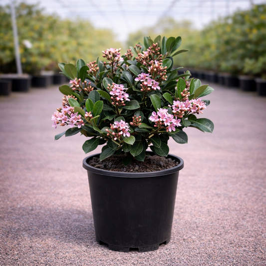 Pink-flowered Rhaphiolepis Ocean Pink shrub by The Nurso with lush green foliage and vibrant blossoms.
