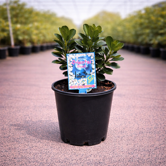 Rhaphiolepis Ocean Pearl shrub by The Nurso showing lush green foliage and clusters of white flowers in a garden setting.