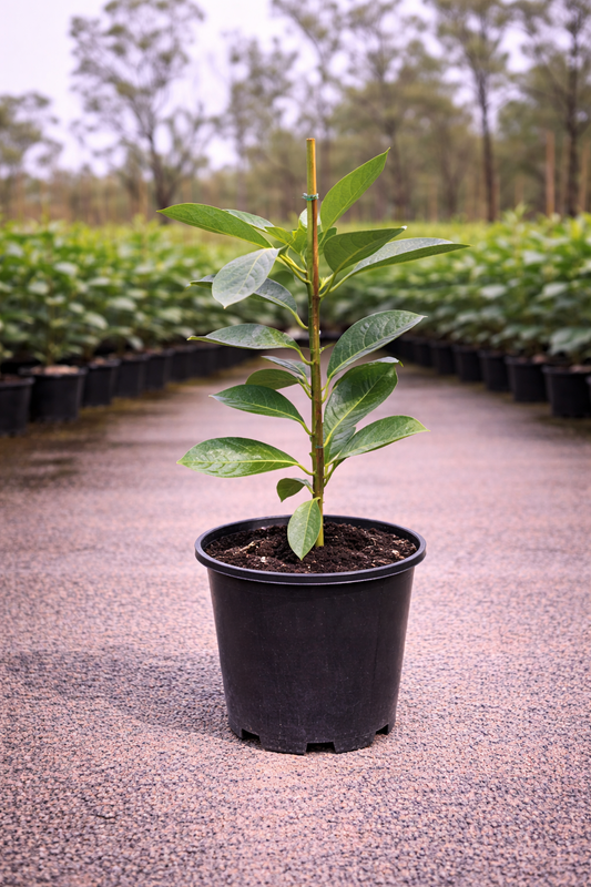 Native gardenia plant with lush green leaves and white fragrant flowers, from Randia fitzalanii by The Nurso.