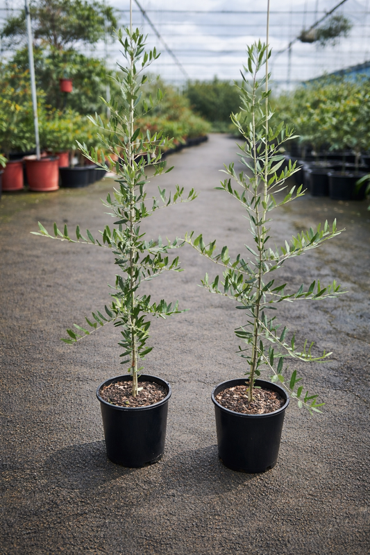 Olive tree 'Frantoio' by The Nurso with lush green leaves and mature branches in a garden setting.