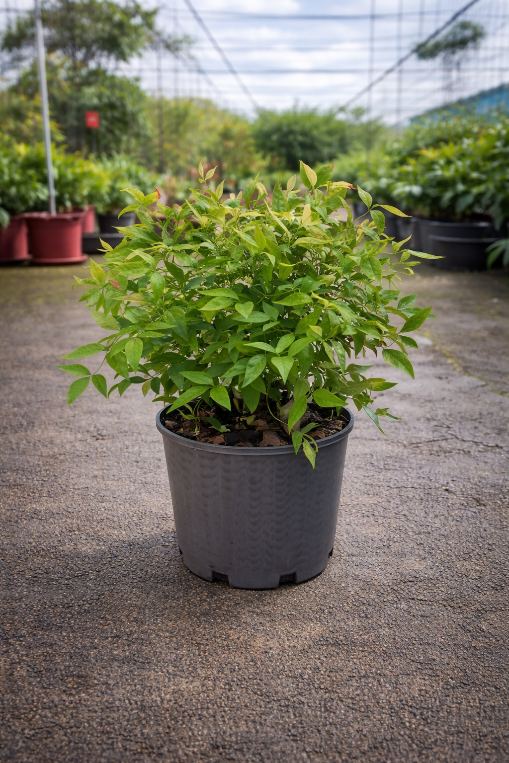 Dwarf Nandina ‘Nana’ (Sacred Bamboo) shrub with delicate green foliage and red berries, grown by The Nurso.