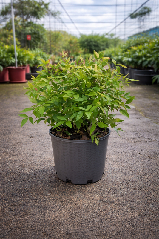 Dwarf Nandina ‘Nana’ (Sacred Bamboo) shrub with delicate green foliage and red berries, grown by The Nurso.