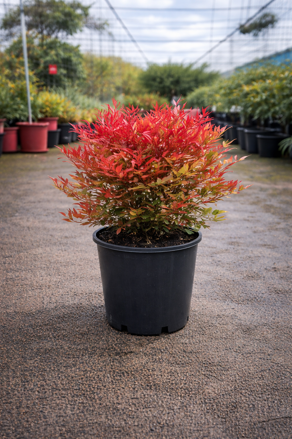 Nandina Moon Bay plant by The Nurso, showcasing lush green and red foliage in a decorative garden setting.