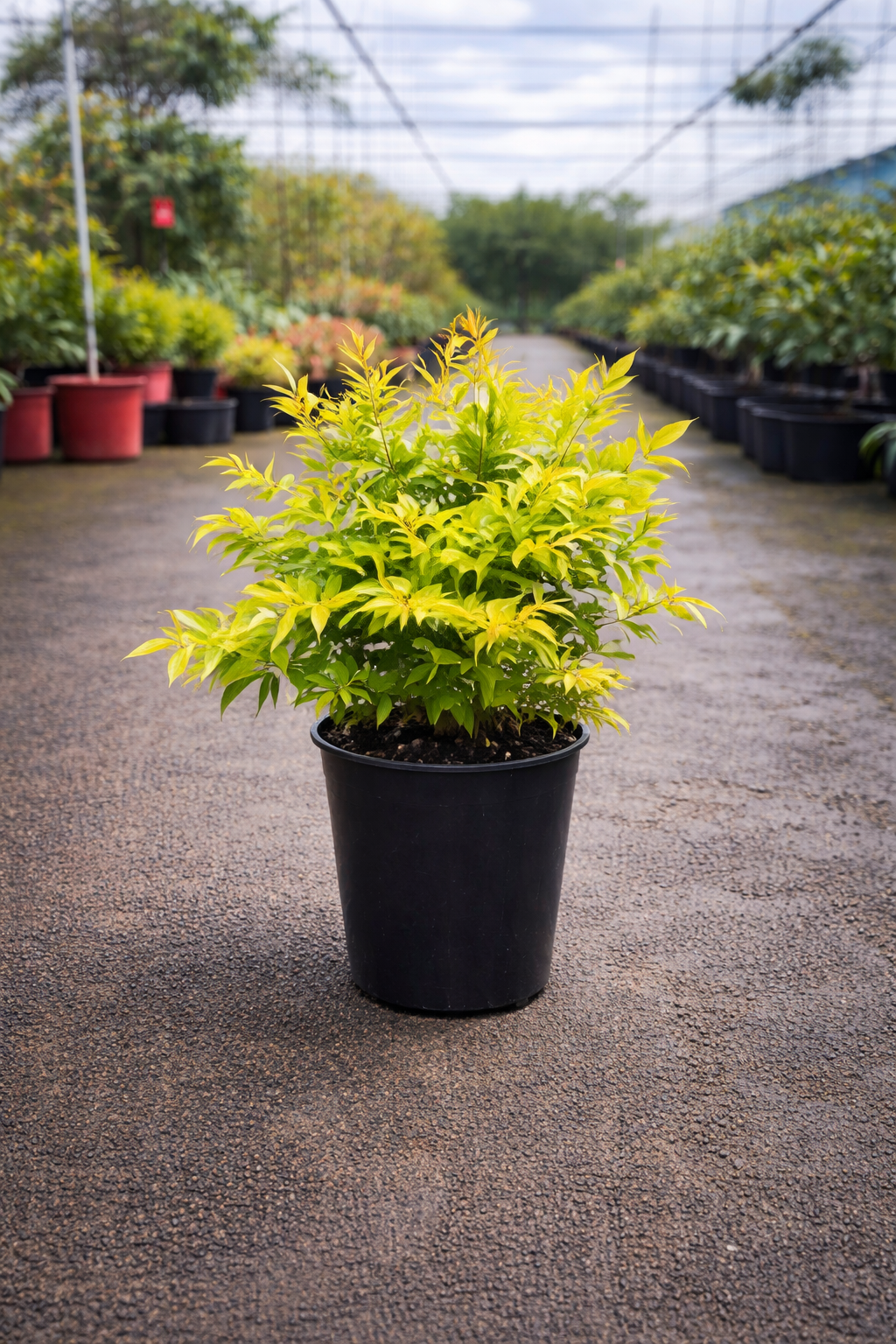 Bright Nandina Lemon Lime plant from The Nurso, showcasing vibrant lemon and lime-colored foliage on a lush green shrub.